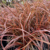 Uncinia rubra Everflame