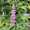 Vitex agnus castus Pink Pinnacle