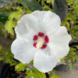 Hibiscus syriacus Red Heart