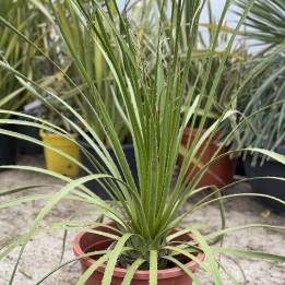Dasylirion serratifolium