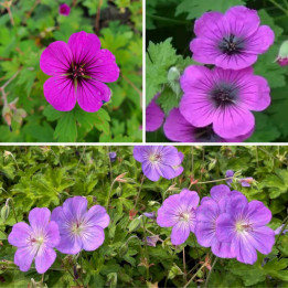 Lot de 3 Geraniums Les Champions de la Floraison
