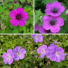 Lot de 6 Geraniums Les Champions de la Floraison