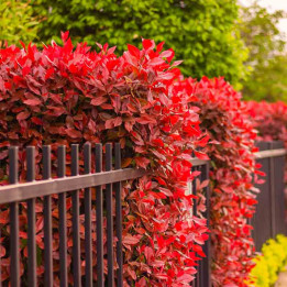 Photinia fraseri Carré Rouge