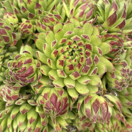 Sempervivum Chick Charms Key Lime Kiss | Le chatel des vivaces
