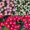 Delosperma Jewel of Desert Mix