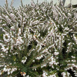 Erica darleyensis Silberschmelze