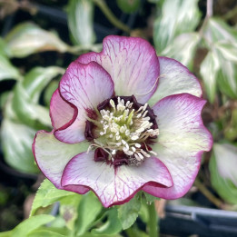 Helleborus Frozen Sven