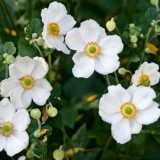 Fleur blanc pur de l'anémone du Japon Honorine Jobert avec ses étamines dorées