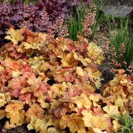Heuchera Champagne