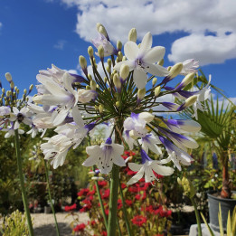 Fleur de l'Agapanthus Twister