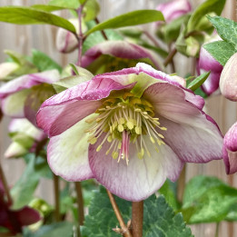 Helleborus Frostkiss Glenda's Gloss