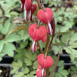 Dicentra spectabilis Valentine