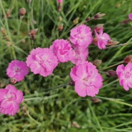 Dianthus gratianopolitanus Pink Jewel