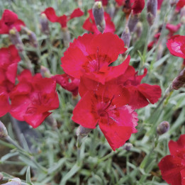 Dianthus gratianopolitanus Rubin