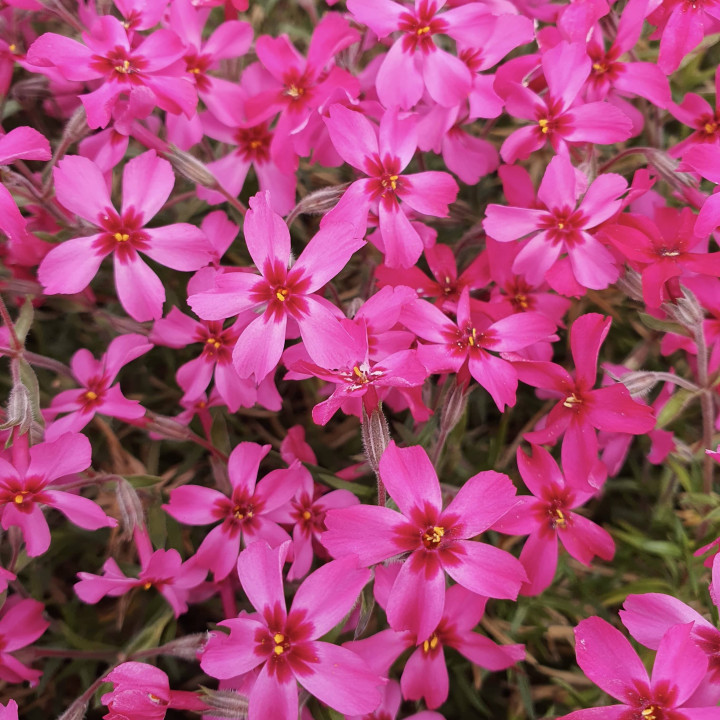 Fleurs roses du Phlox subulata Scarlet Flame