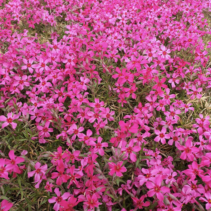 Floraison abondante du Phlox subulata Scarlet Flame