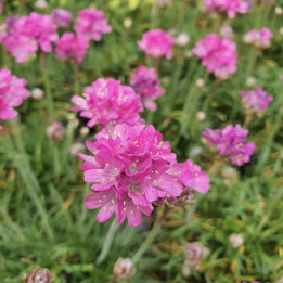 Armeria maritima Düsseldorfer Stolz