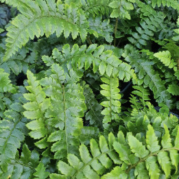 Polystichum polyblepharum
