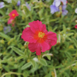 Fleur rose de l'Helianthemum Ben Hope