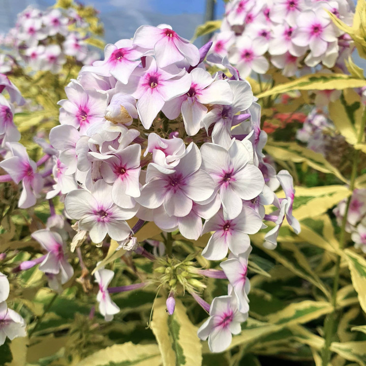 Phlox paniculata Nora Leigh