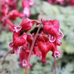 Fleurs rouge du Dicentra Burning Heart
