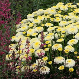 Floraison du Leucanthemum x superbum Luna