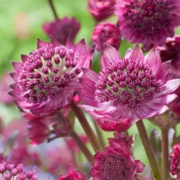 Fleurs de l'Astrantia major Venice