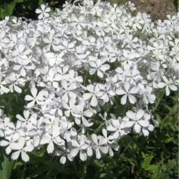 Phlox divaricata White Perfume