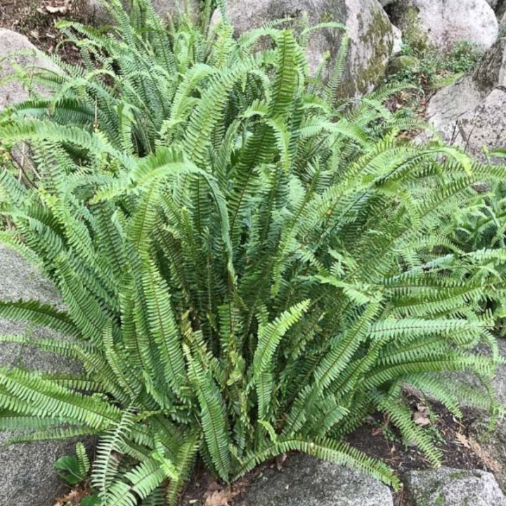 Blechnum spicant