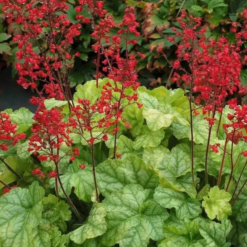 Heuchera Tokyo