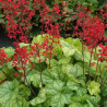 Heuchera Tokyo