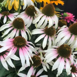 Echinacea Pink Tip