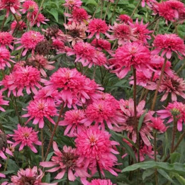 Echinacea Mini Belle