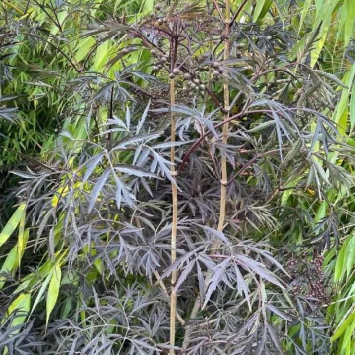 Sambucus nigra Black Lace