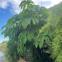 Tetrapanax papyrifera Rex