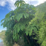 Tetrapanax papyrifera Rex