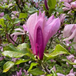 Magnolia soulangeana