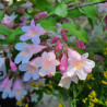 Kolkwitzia amabilis