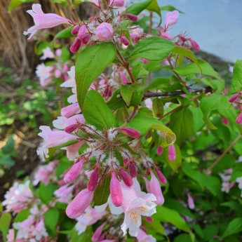 Kolkwitzia amabilis Kolkwitzia amabilis