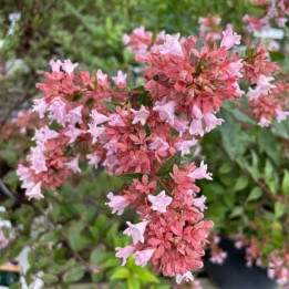 Abelia grandiflora Raspberry Profusion