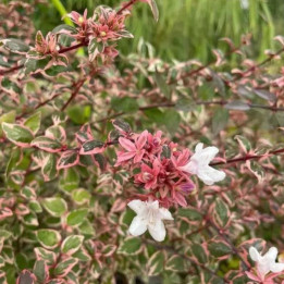 Abelia grandiflora Magic Daydream