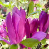 Magnolia Susan
