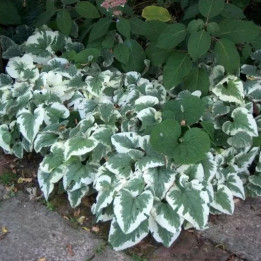 Brunnera macrophylla Variegata