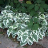 Brunnera macrophylla Variegata