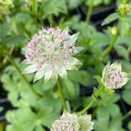 Astrantia major Buckland