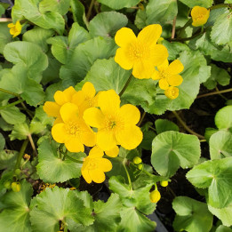 Caltha palustris