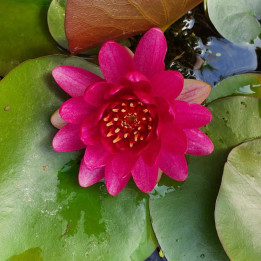 Nymphaea Perry's Baby Red