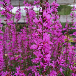 Lythrum virgatum Dropmore Purple