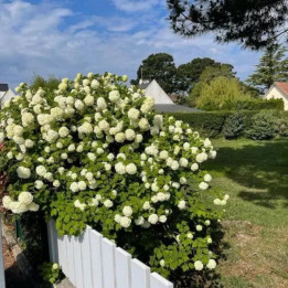 Hydrangea arborescens Annabelle