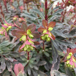 Euphorbia amygdaloides Purpurea